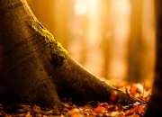 开云平台-西决生死战之夜，武切维奇全程高能输出，铁血中锋的封神时刻