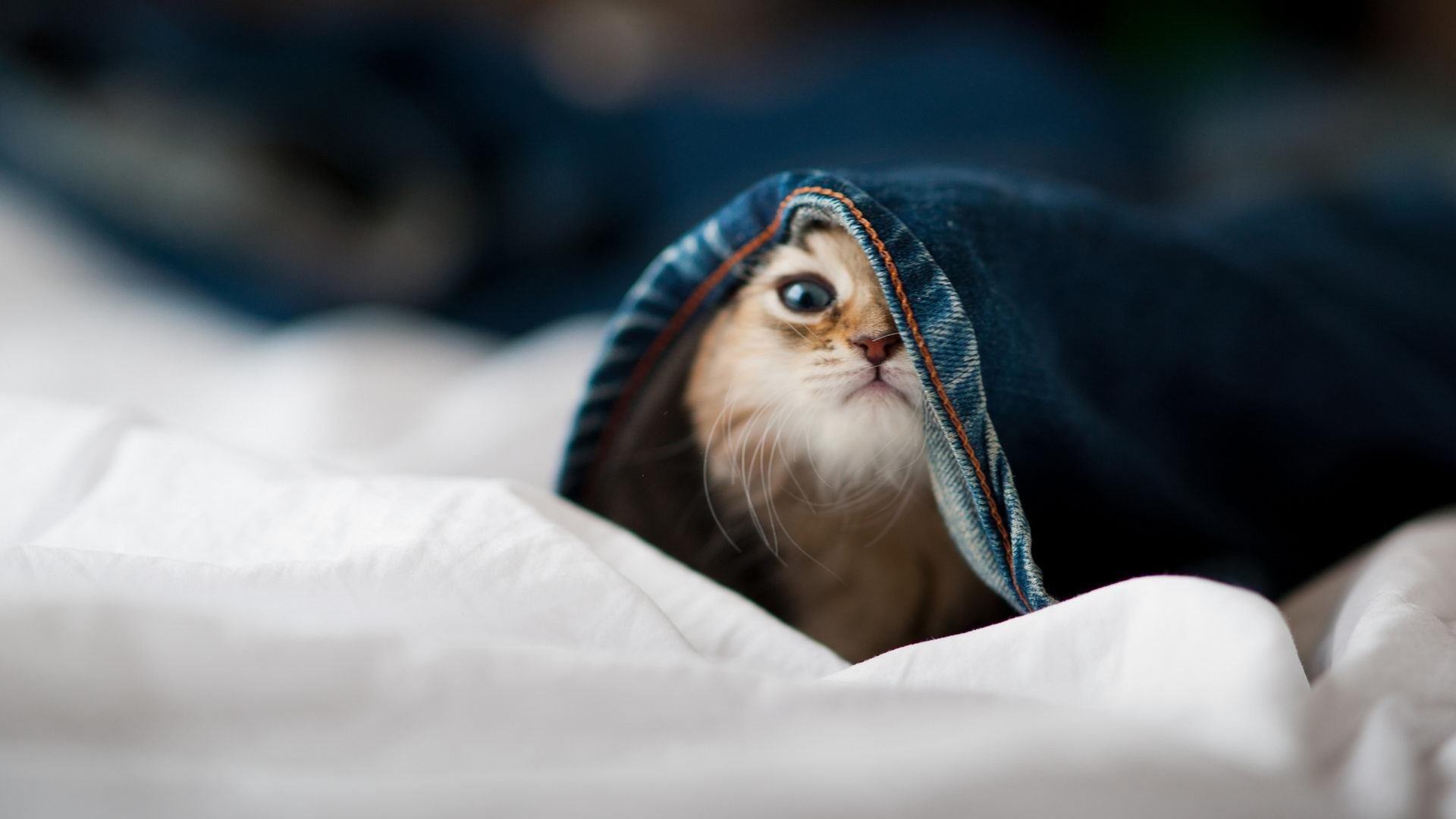 篮下巨人的新高度，约基奇里程碑之夜，活塞与开拓者的战术博弈