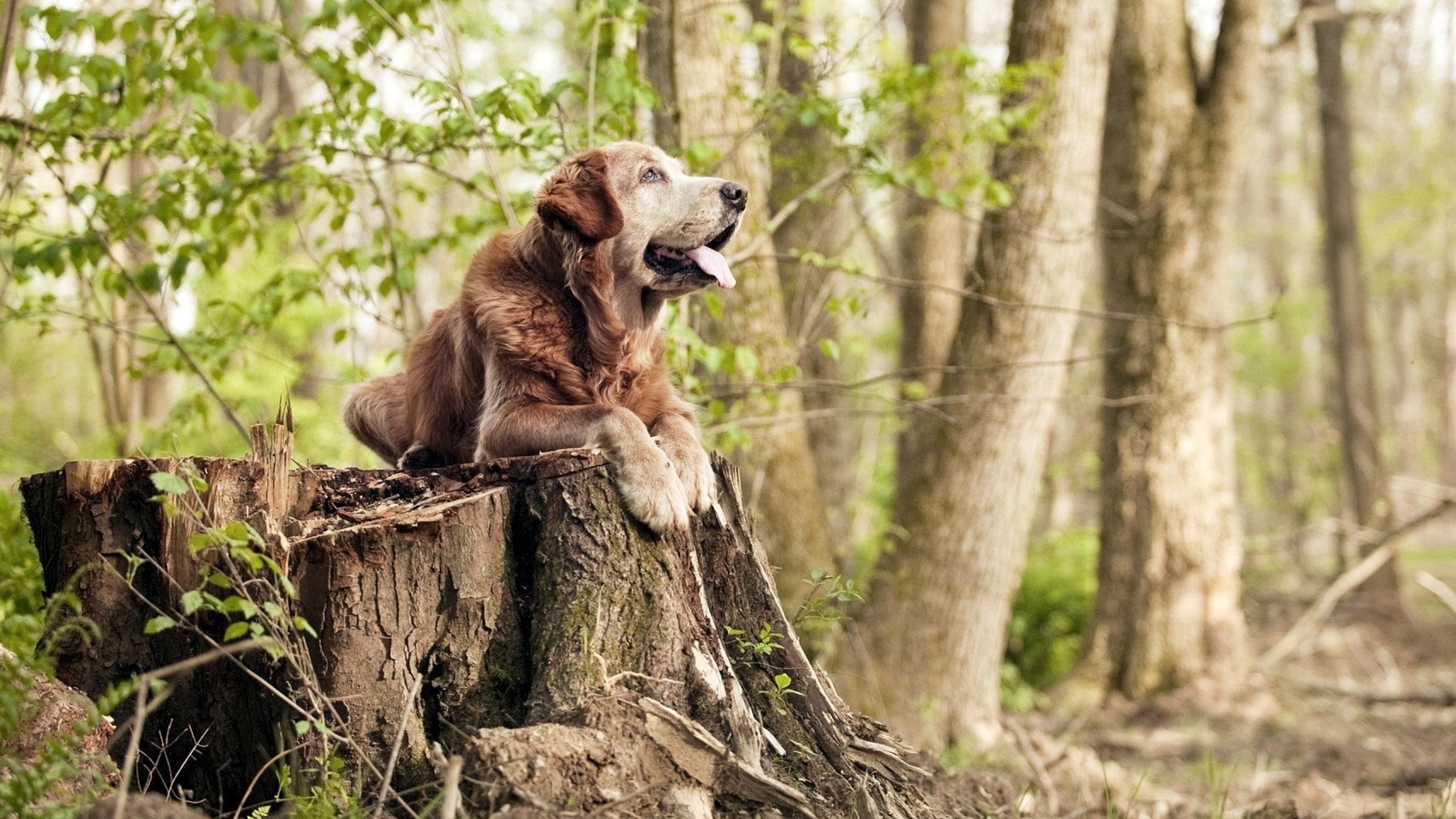 跨界风暴，当罗德里在F1揭幕战掀翻荷兰与毕尔巴鄂的足球之夜